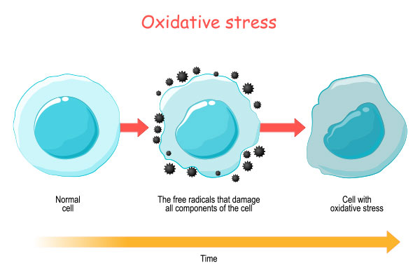 what is oxidative stress